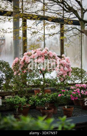 Azalee colorate in fiore all'inizio della primavera. Rododendri rosa in fiore all'interno Foto Stock