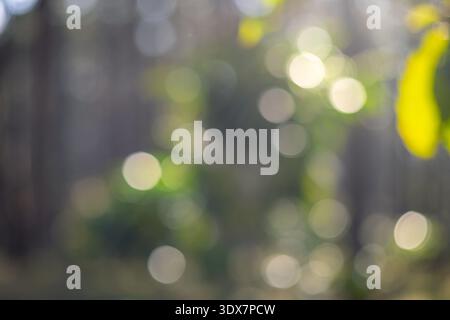 Immagine sfocata della raccolta di semi di caffè maturo rosso robusta arabica raccolta di frutti di bosco fattoria di caffè. Raccogliere chicchi di caffè maturi bacche rosse piantano caffè con semi freschi Foto Stock
