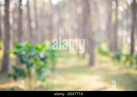 Immagine sfocata della raccolta di semi di caffè maturo rosso robusta arabica raccolta di frutti di bosco fattoria di caffè. Raccogliere chicchi di caffè maturi bacche rosse piantano caffè con semi freschi Foto Stock