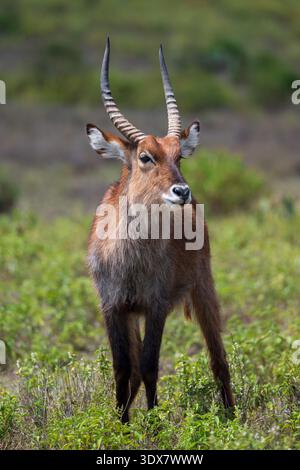 Impala (Aepyceros melampus) Foto Stock