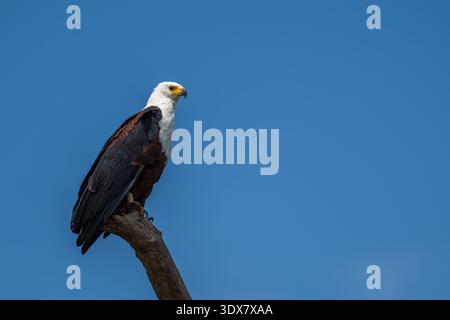 African Fish Eagle (Haliaeetus vocifer) Foto Stock