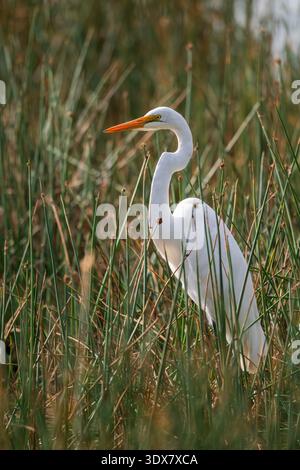 Airone bianco maggiore (Ardea alba) Foto Stock