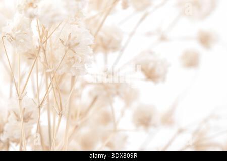 Delicati fiori di gypsophila beige asciutti su sfondo bianco orientamento orizzontale Foto Stock