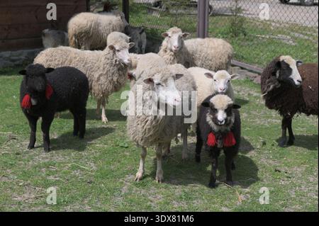 Pecore al pascolo.pecore dei Carpazi con campane e archi rossi in un ovile.gregge di pecore che pascolano in un allevamento verde. Foto Stock