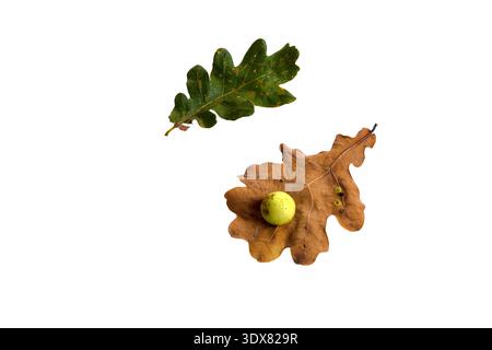 La mela di quercia o la balestra di quercia su due foglie secche cadute trovate in una foresta in primavera isolato su sfondo bianco. Infezione da albero. Disposizione piatta. Foto Stock