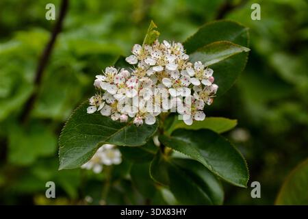 Aronia melanocarpa fiori bianchi in primavera. Fiori di cioccolato nero e foglie verdi sul ramo in giardino. Fiori bianchi di aronia melanocarpa. chokeber Foto Stock