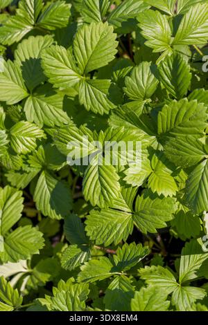 piantine di fragole con foglie verdi prima di piantare nel campo, germogli di fragole che crescono insieme in un clima caldo e soleggiato Foto Stock