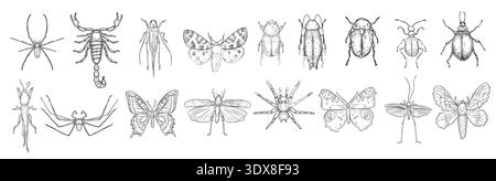 Raccolta lineare vettoriale disegnata a mano di vari insetti. Set di diversi insetti e farfalle illustrazioni in bianco e nero dipinte a mano. Disegno del contorno Illustrazione Vettoriale