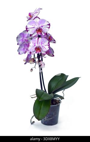 Pianta di orchidea "Phalaenopsis Magic Art" con due fiori viola e bianchi colorati in vaso trasparente su sfondo bianco Foto Stock