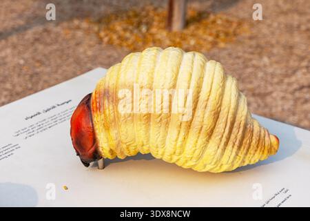 6 dicembre 2025, Abu Dhabi, Emirati Arabi Uniti: Modello larva di weevil palma rossa poggiato su un segno informativo Foto Stock