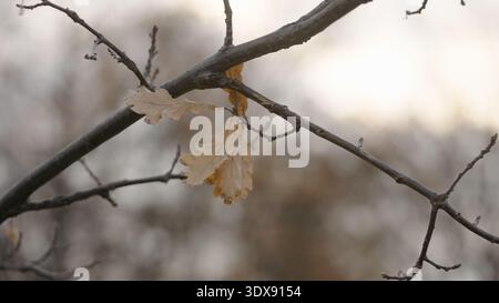poche foglie di quercia su un ramo alla fine dell'autunno Foto Stock