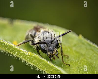Una foto macro dettagliata che mostra una minuscola ape appoggiata su una foglia verde brillante con uno sfondo sfocato Foto Stock
