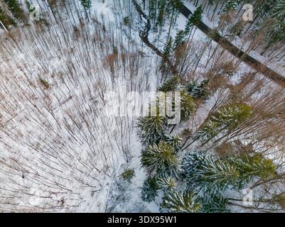 Vista aerea di alberi innevati che contrastano con i pini sempreverdi, creando un mosaico di meraviglia invernale che si estende attraverso il paesaggio, Riecka, Banska B. Foto Stock
