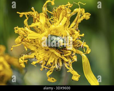 Vista macro dettagliata di uno scarabeo in rame Chafer seduto tra petali floreali gialli luminosi Foto Stock