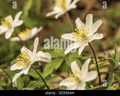 Un primo piano di delicati fiori di anemone in legno bianco tra il verde del fogliame, che mostrano la bellezza naturale in primavera Foto Stock