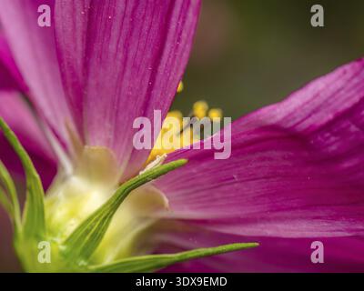 Primo piano di una tazza di fiori rosa cosmo Foto Stock
