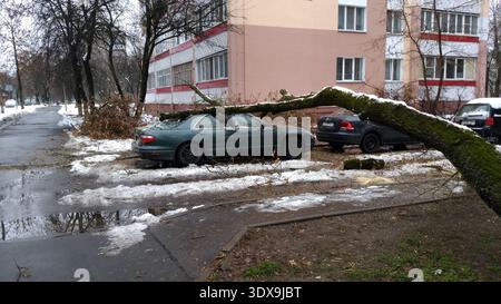 Gli ambienti architettonici. Un albero caduto su un'auto. Foto Stock