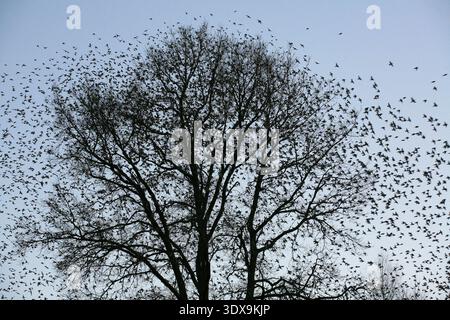 Von Januar bis März 2015 waren Millionen von Bergfinken Wintergäste in Hasel im Südschwarzwald, wo sie regelmäßig ein Waldstück als Schlafplatz bezogen. Ein einzigartiges Schauspiel bot sich den Ornithologen und Fotografen jeden Morgen beim Ausflug d Foto Stock