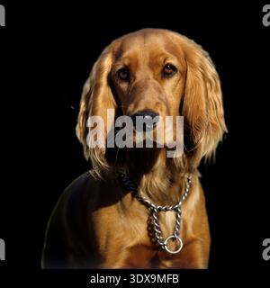 Cocker Spaniel,, Roter, Foto Stock