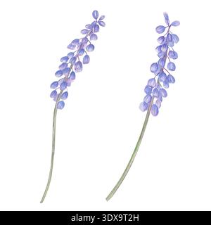 Due fiori muscolari in fiore acquerello su sfondo isolato. Giacinti di uva viola blu su steli verdi clip art per il saluto pasquale Foto Stock