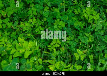 Primo piano delle foglie di trifoglio verde Foto Stock