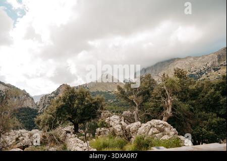 Ulivi e paesaggio montano a Serra de Tramuntana, Maiorca Foto Stock