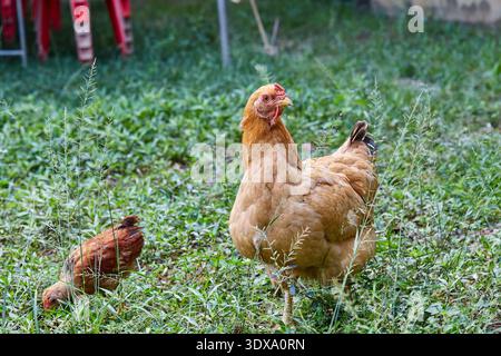 Due polli che si nutrono di erba verde Foto Stock