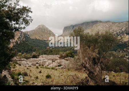 Ulivi e paesaggi rocciosi a Serra de Tramuntana, Maiorca Foto Stock