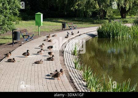 Un gruppo di anatre domestiche si rilassa su un marciapiede nel parco cittadino nella giornata di sole. Foto Stock