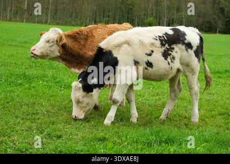 Vitelli castani e bianchi che pascolano in un paesaggio idilliaco della campagna Foto Stock