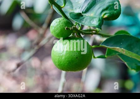 Lime verdi fresche che crescono su un ramo d'albero Foto Stock