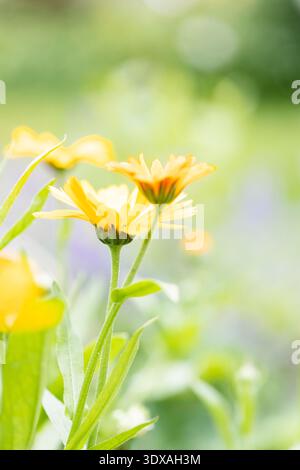 Primo piano di calendula in giardino Foto Stock