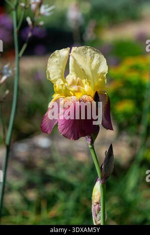 Un fiore d'Iris barbato multicolore Foto Stock
