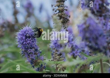 Fuzzy Bumblebee che raccoglie il nettare dai fiori viola di lavanda Vitex agnus-castus Foto Stock