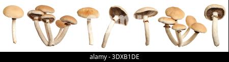 Funghi pioppini selvatici freschi isolati su collage bianco Foto Stock