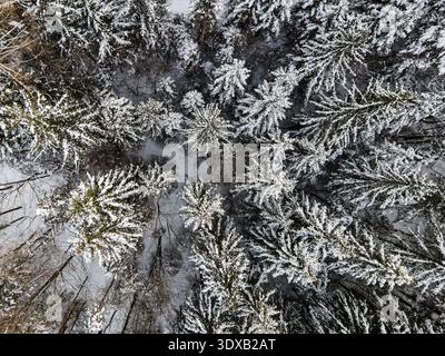 La vista aerea dei sempreverdi carichi di neve crea un arazzo nero e monocromatico dall'alto, le loro punte smerigliate che raggiungono il cielo, Zakopane, Wojewodztw Foto Stock