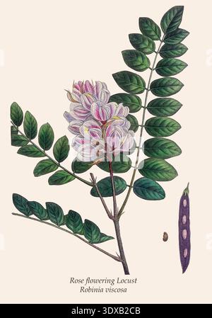 Roba Robinia viscosa in fiore con delicati fiori rosa e bianchi, foglie verdi, cialda di semi e un singolo seme su sfondo chiaro, che illustra la bellezza botanica e la flora. La sylva nordamericana; o una descrizione degli alberi boschivi degli Stati Uniti, del Canada e della nuova Scozia, : considerato in particolare per quanto riguarda il loro uso nelle arti, e la loro introduzione nel commercio; a cui si aggiunge una descrizione degli alberi boschivi più utili in Europa. Illustrato da 156 incisioni colorate su lastra di rame, di Pierre-Joseph Redouté, Pancrace Bessa, ecc.. Foto Stock