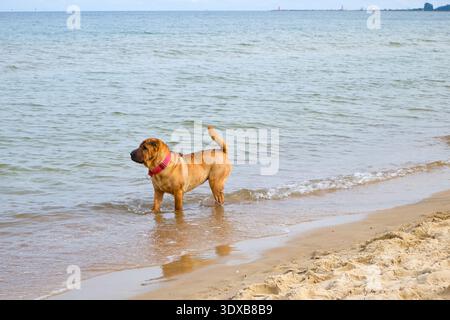 Un cane marrone con colletto rosso gode di onde calme mentre si trova sulla sabbia bagnata di una spiaggia. lo sfondo presenta acqua aperta e cielo dolce, con copie Foto Stock