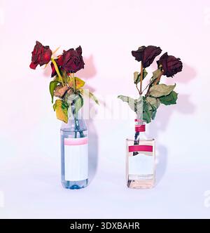 Due mazzi di rose rosse in decomposizione sono collocate in bottiglie riutilizzate su un semplice sfondo bianco. L'immagine evoca una sensazione di tristezza e la pa Foto Stock
