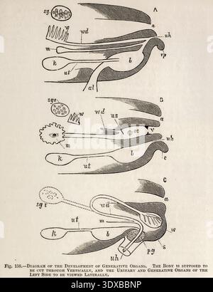Placca scientifica vintage che raffigura lo sviluppo embrionale dei sistemi urogenitali - riproduttivi e urinari - nei vertebrati, studio dettagliato. Di Mivart, St. George Jackson, 1881 Foto Stock