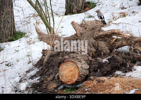 Gli uccelli esplorano una foresta innevata, arroccata su un tronco di albero caduto in mezzo alla neve che si scioglie. Jay comune (Garrulus glandarius). Foto Stock