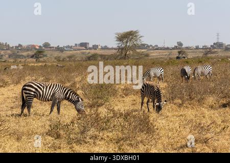 Gregge di zebra delle pianure, Equus quagga, Parco Nazionale del Lago Nakuru, Great Rift Valley, Kenya, Africa Foto Stock