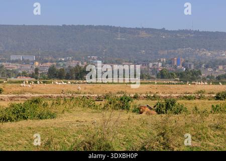 Leone africano, Panthera leo, Parco Nazionale del Lago Nakuru, Great Rift Valley, Kenya, Africa Foto Stock