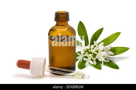 Estratto di erbe Asperula in flacone contagocce di vetro. Tintura botanica naturale con foglie verdi fresche, concetto di erboristeria, fitoterapia, biologico Foto Stock