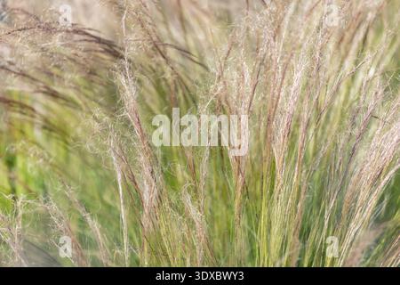 La delicata piuma d'erba stipa tenuissima ondeggia la luce calda del sole, pennacchi setosi che si illuminano sopra le lame verdi. Texture morbida movimenti delicati per creare un effetto naturale Foto Stock