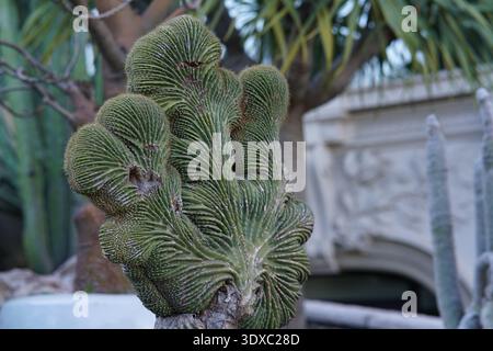 Euphorbia cristata crestata succulenta con lobi verdi ondulati simili al cervello in serra. Montecarlo, Monaco Foto Stock