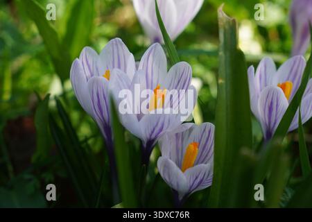 splendidi croci in giardino all'inizio della primavera. fiori di croco con petali bianchi e viola Foto Stock