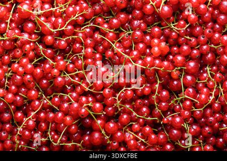 Primo piano di frutti di ribes rosso, texture full frame. Ribes fresco maturo, concetto di raccolta estiva Foto Stock