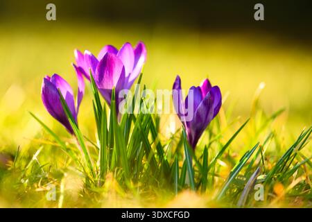 Vista ad angolo basso dei croci viola illuminati dalla luce dorata del tramonto in un campo erboso. Fioritura primaverile, colori brillanti, profondità di campo ridotta, macro botanico Foto Stock