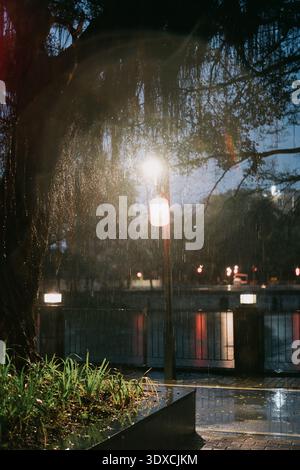 Rainy Night Street Scene con Wet Pavement, Street Lamp e rami di alberi a New Orleans, Louisiana Foto Stock